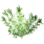 Tangleweed icon