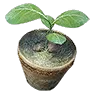[Guild] Purified Tree Spirit Sprout icon