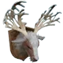 Master's Stuffed Elk Head icon