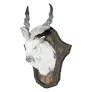 [Guild] Artisan's Stuffed Snowfield Markhor Head icon