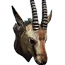 [Guild] Stuffed Gazelle Head icon